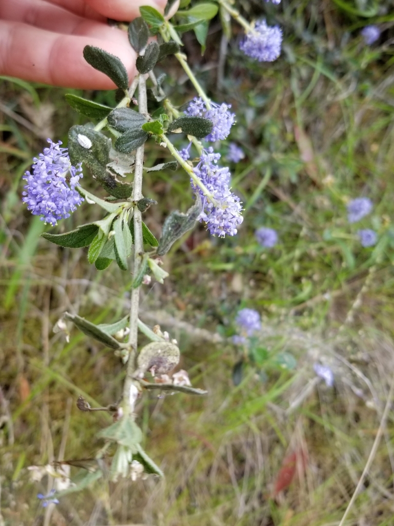 Ceanothus lemmonii (Lemmon's ceanothus), native California shrub