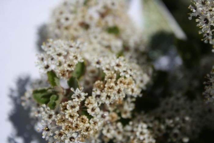 Ceanothus leucodermis (Chaparral whitethorn), native California shrub