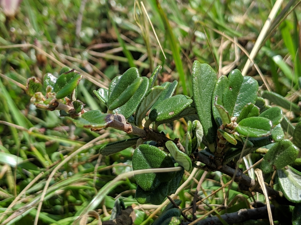 Ceanothus maritimus (Maritime ceanothus), native California shrub