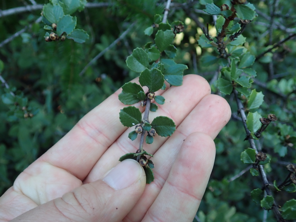 Ceanothus masonii (Mason's ceanothus), native California shrub