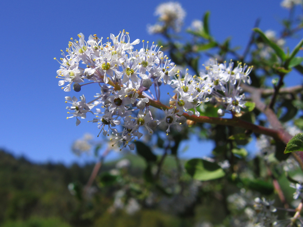 Ceanothus oliganthus var. oliganthus (Hairy ceanothus), native California tree