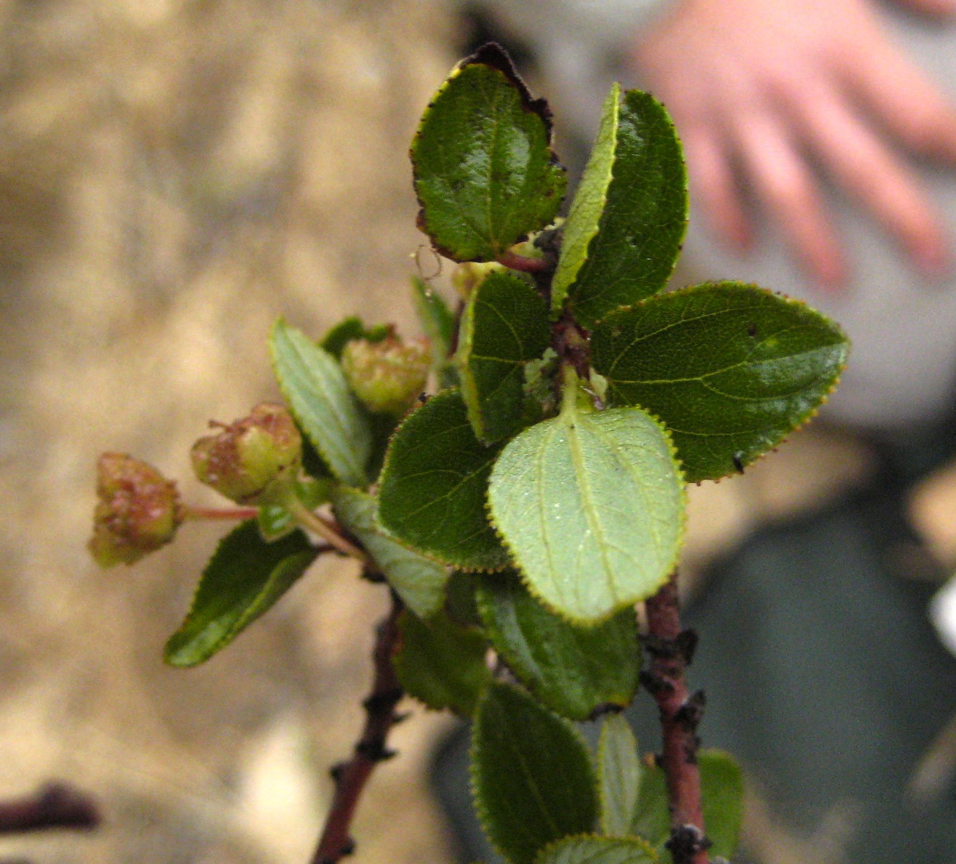 Ceanothus oliganthus (Hairy ceanothus), native California shrub