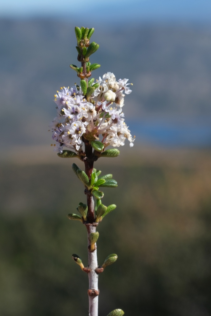 Ceanothus ophiochilus (Vail lake ceanothus), native California shrub