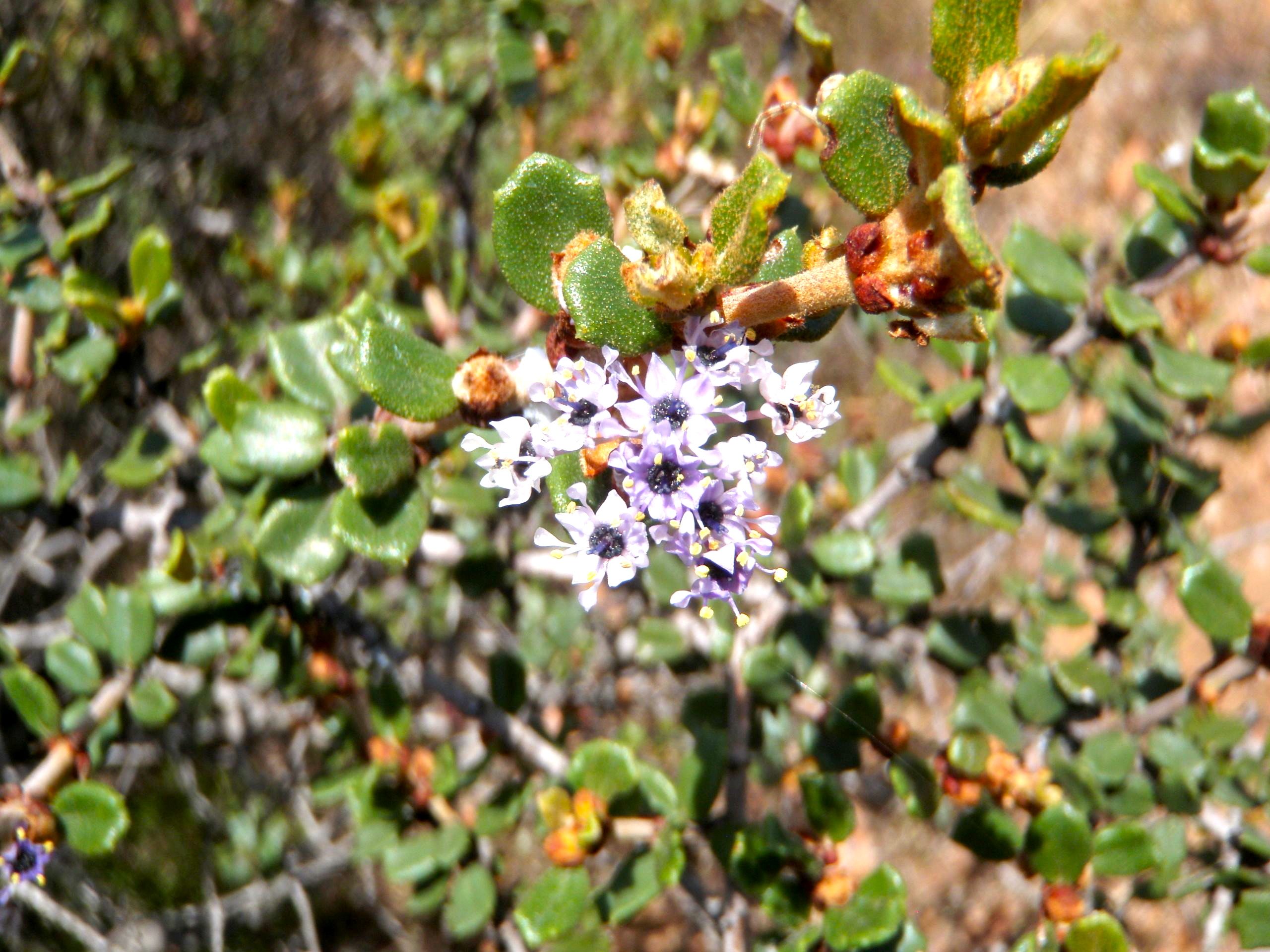 Ceanothus otayensis (Otay mountain ceanothus), native California shrub