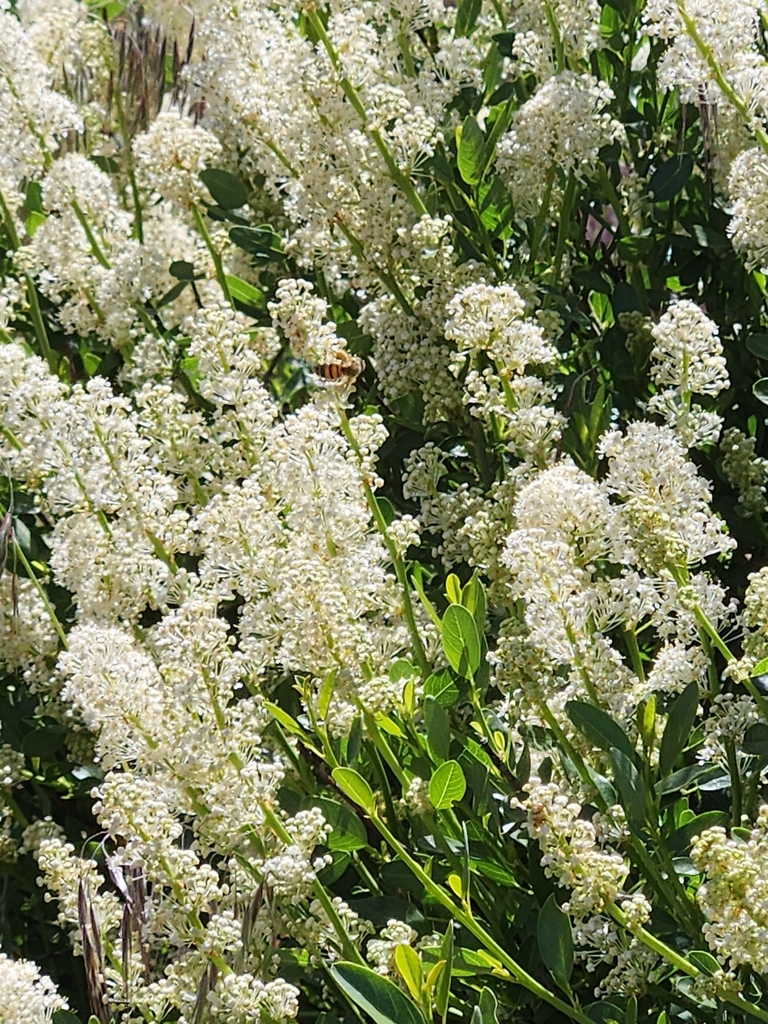 Ceanothus palmeri (Palmer ceanothus), native California shrub