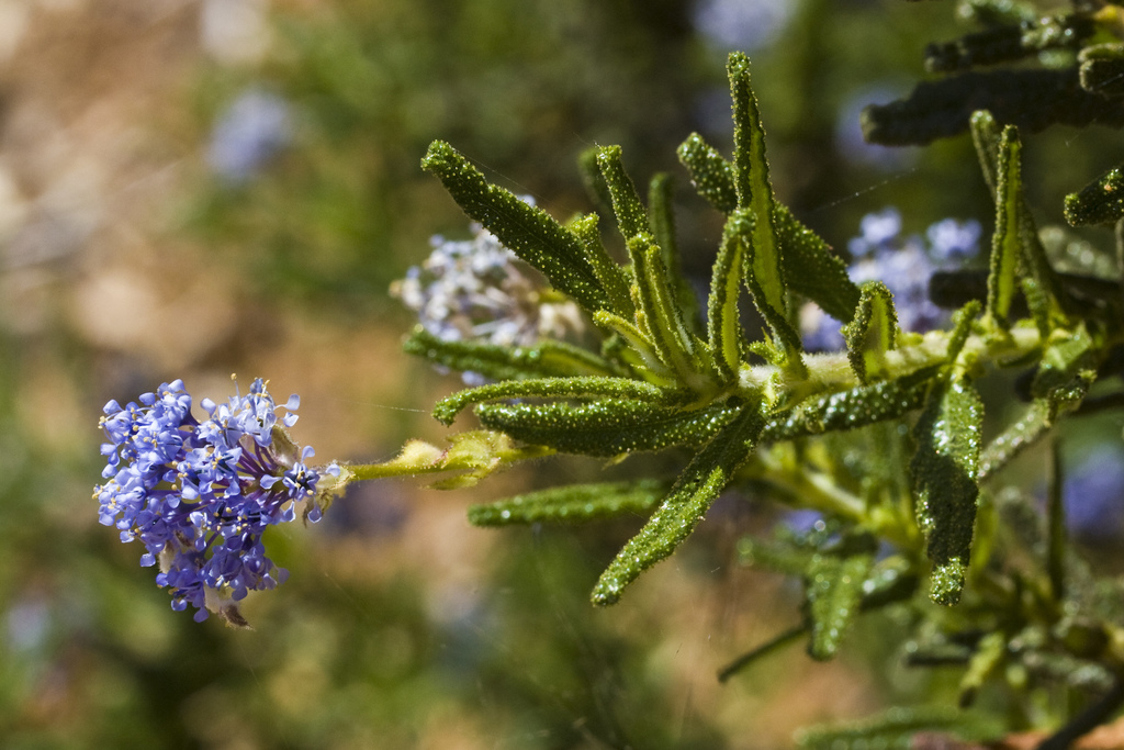 Ceanothus papillosus (Wartleaf ceanothus), native California shrub