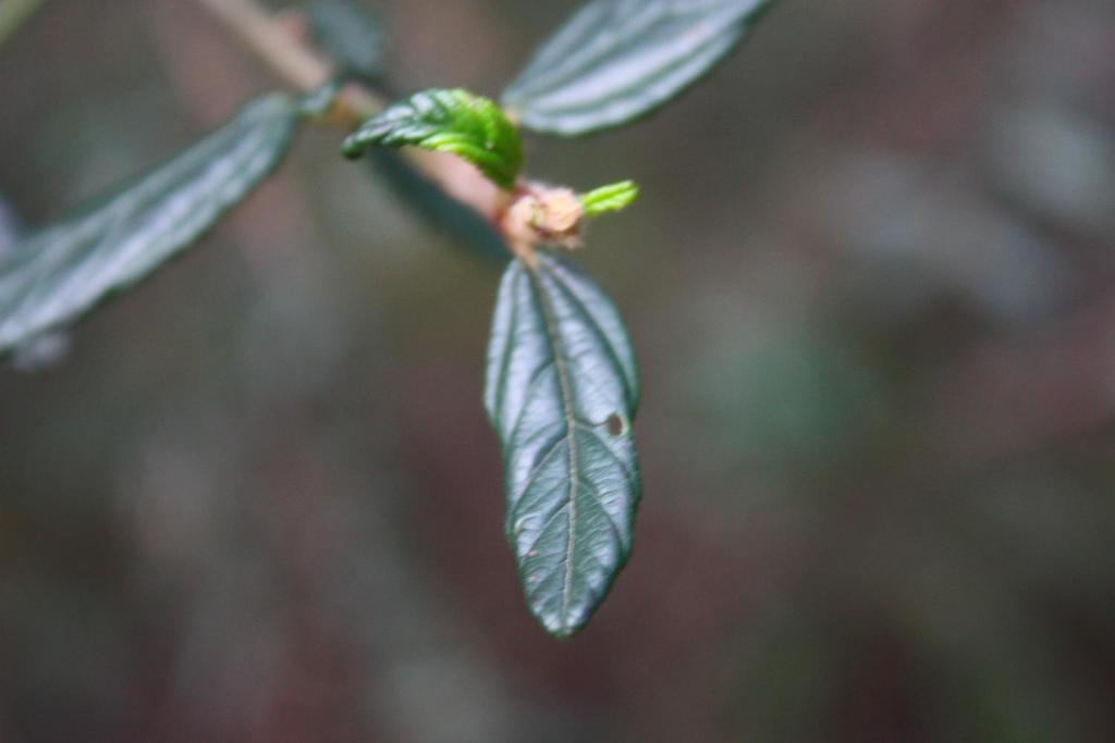 Ceanothus parryi (Parry ceanothus), native California shrub