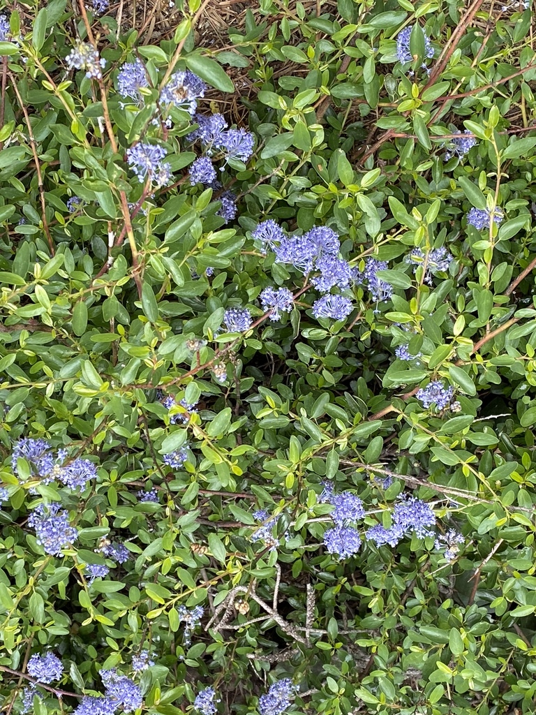 Ceanothus parvifolius (Little leaf ceanothus), native California shrub