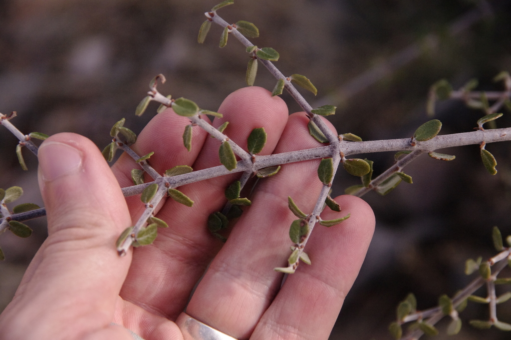 Ceanothus pauciflorus (Mojave ceanothus), native California shrub