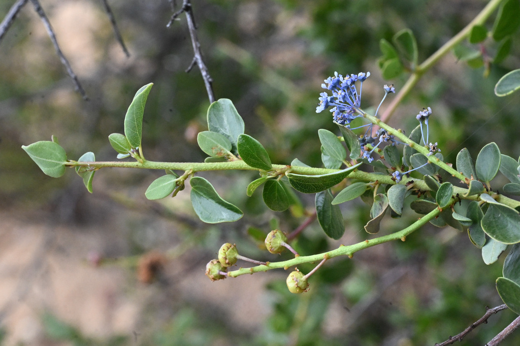Ceanothus pendletonensis (Camp pendleton ceanothus), native California shrub