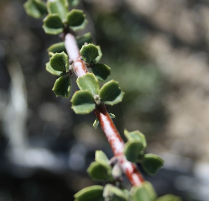 Ceanothus perplexans (Cupped leaf ceanothus), native California shrub