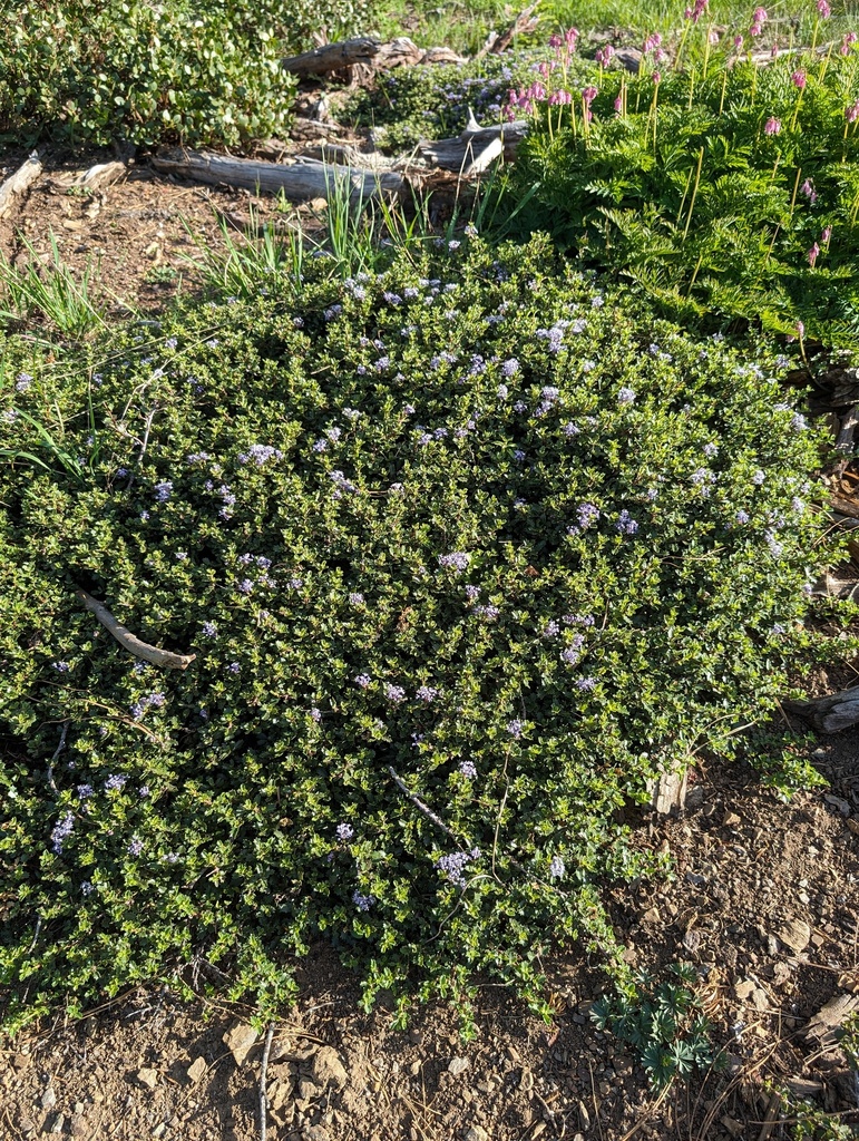 Ceanothus pinetorum (Kern ceanothus), native California shrub