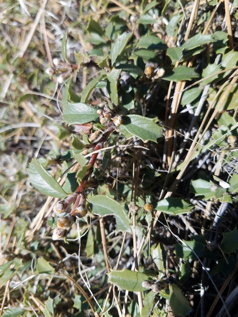 Ceanothus prostratus — parent species of Ceanothus prostratus var. occidentalis