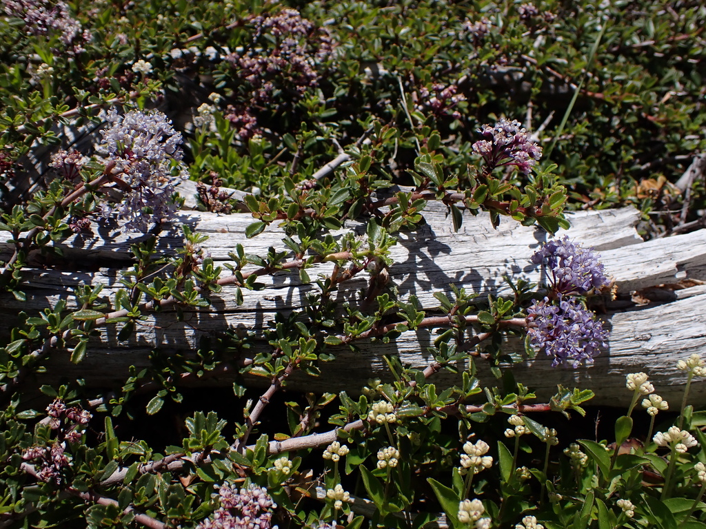 Ceanothus pumilus (Siskiyou mat), native California shrub