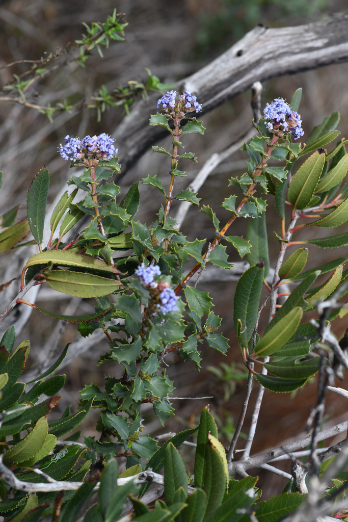 Ceanothus purpureus (Holly-leaved ceanothus), native California shrub