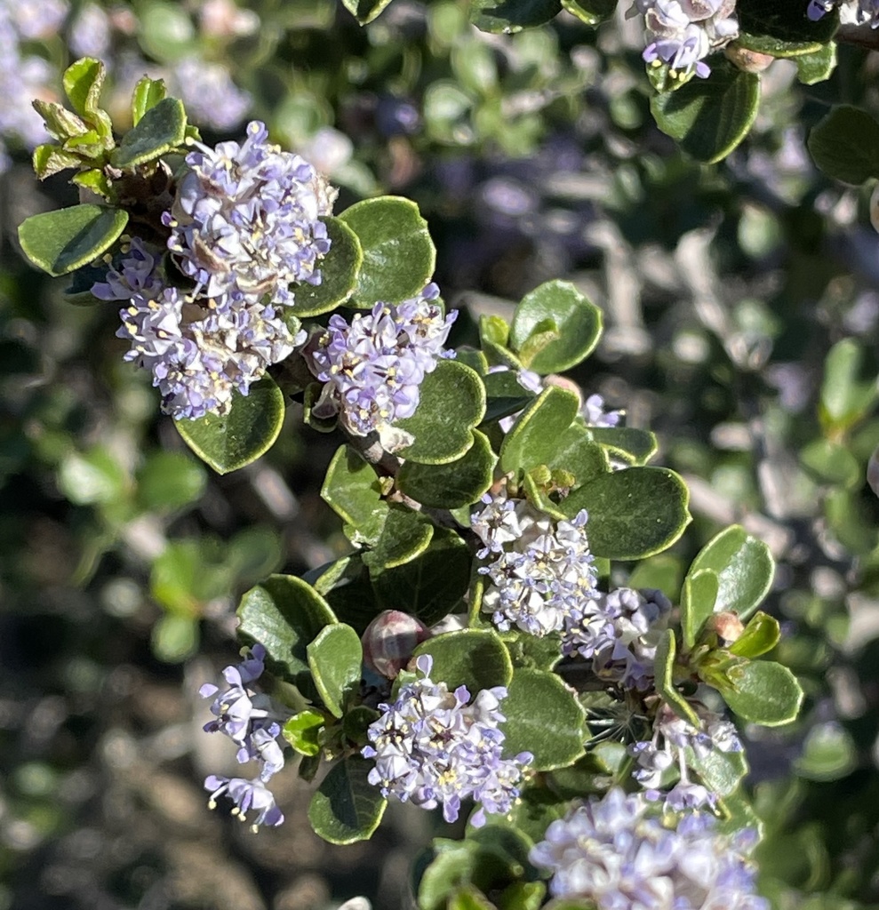 Ceanothus rigidus (Monterey ceanothus), native California shrub