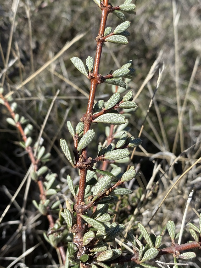 Ceanothus roderickii (Pine hill ceanothus), native California shrub
