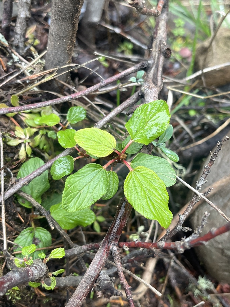 Ceanothus sanguineus (Redstem ceanothus), native California shrub