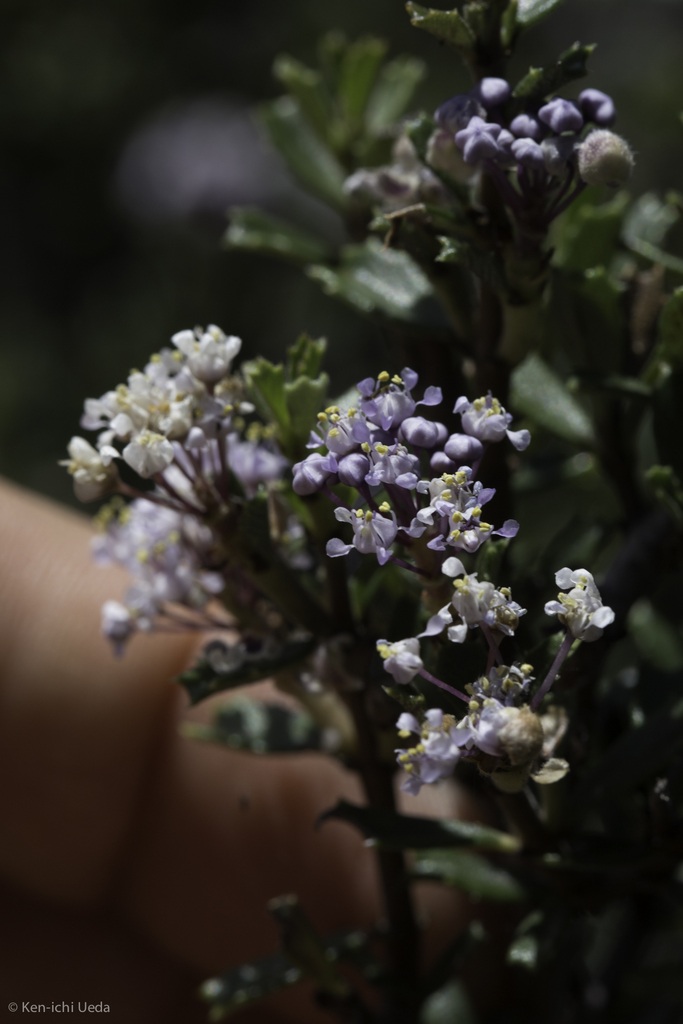 Ceanothus sonomensis (Sonoma ceanothus), native California shrub