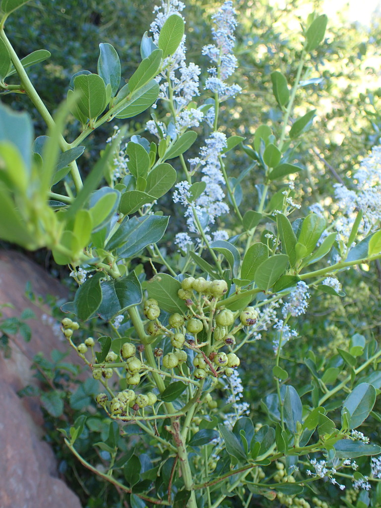 Ceanothus spinosus (Greenbark ceanothus), native California shrub / tree