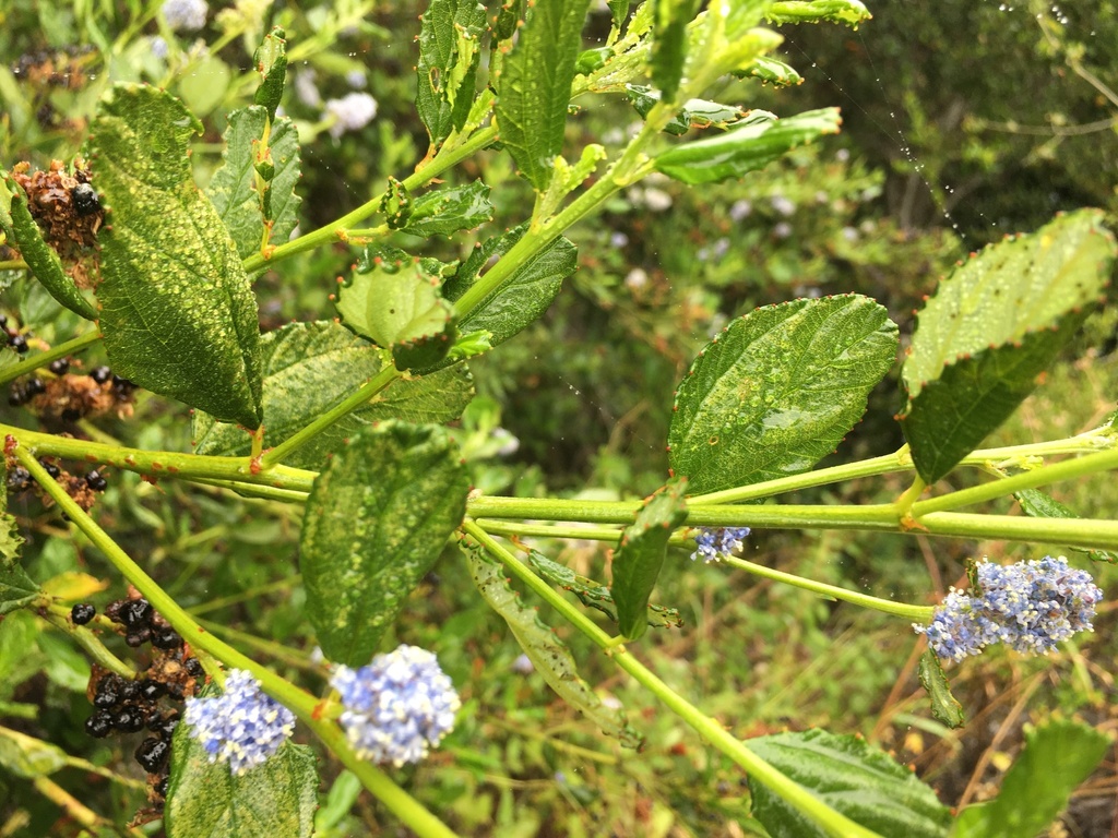 Ceanothus thyrsiflorus — parent species of Ceanothus thyrsiflorus var. obispoensis