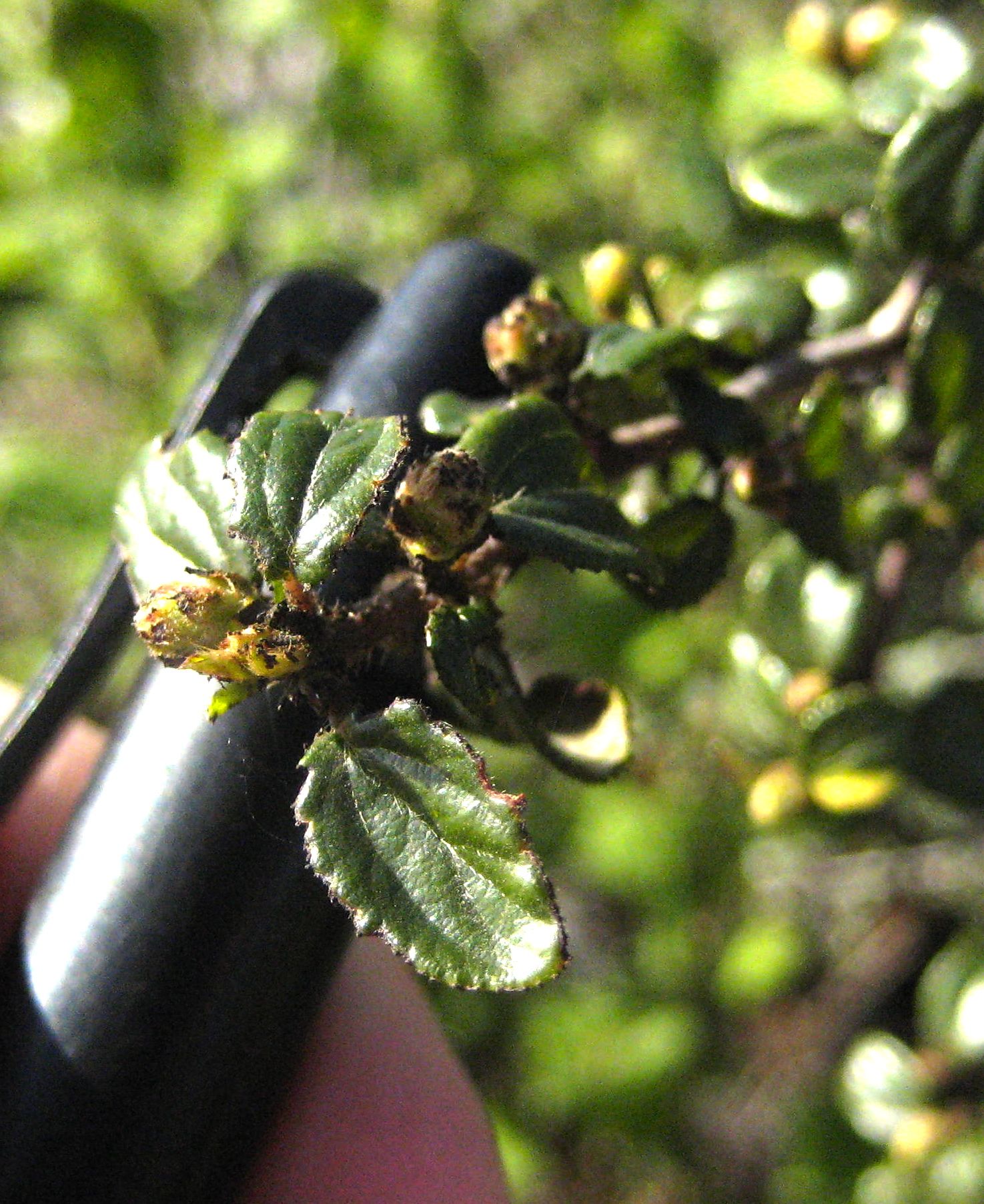 Ceanothus tomentosus (Woolly leaf ceanothus), native California shrub