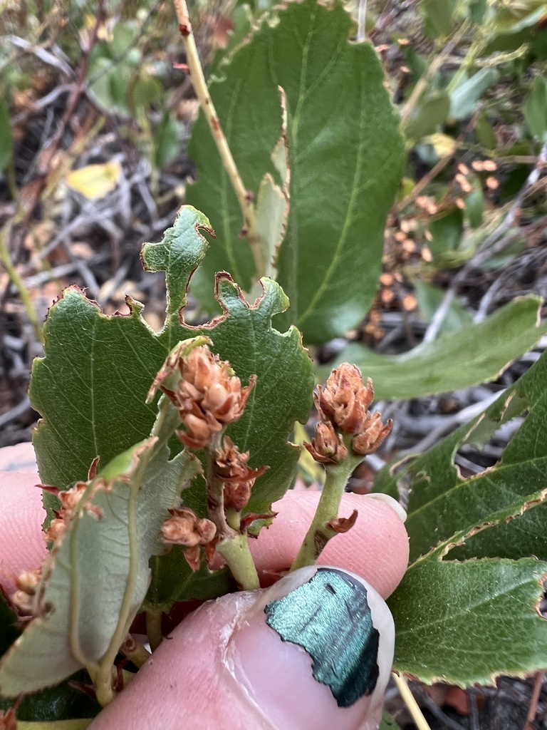 Ceanothus velutinus (Snowbrush), native California shrub / tree