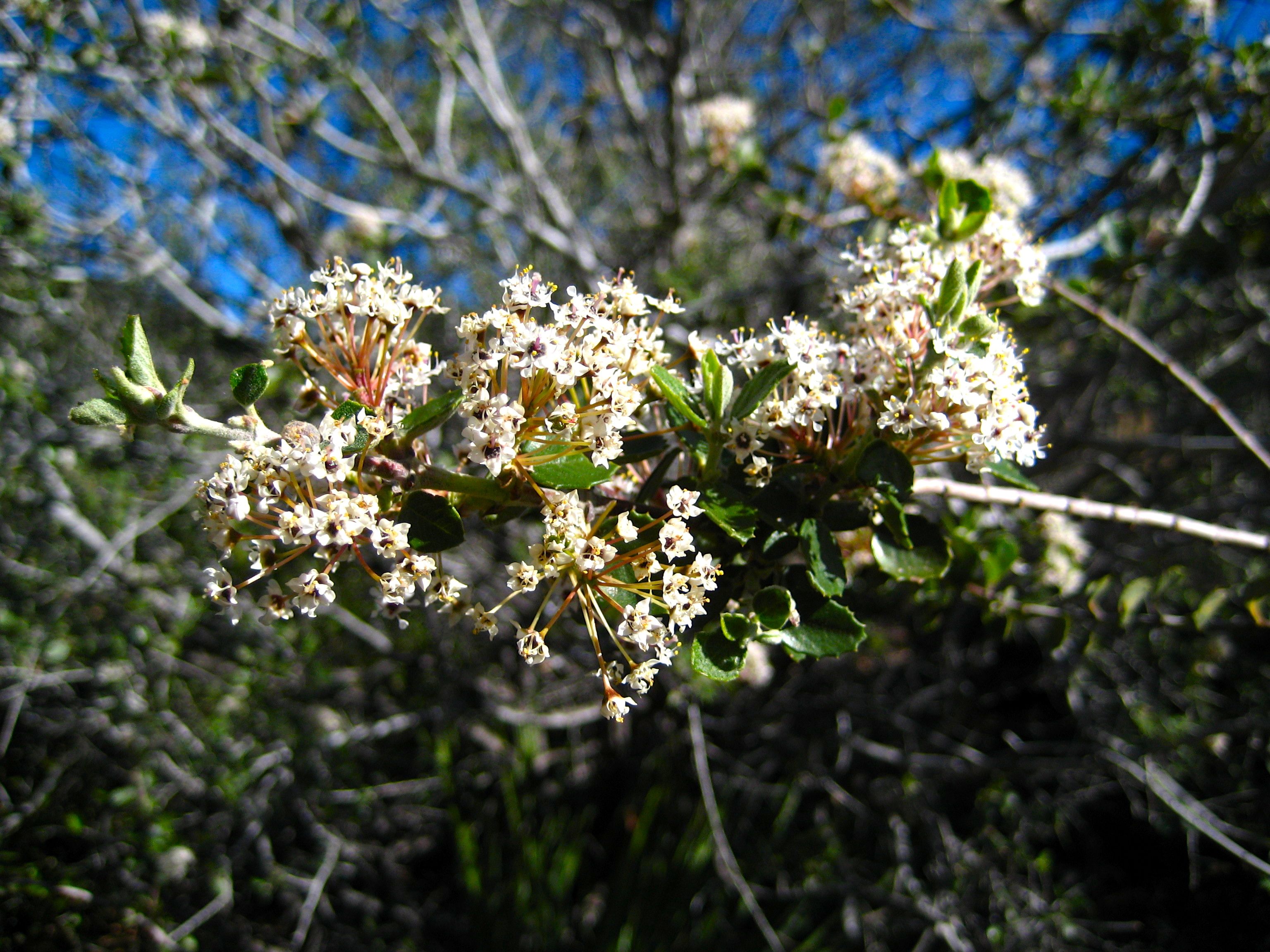 Ceanothus verrucosus (Wart-stemmed ceanothus), native California shrub