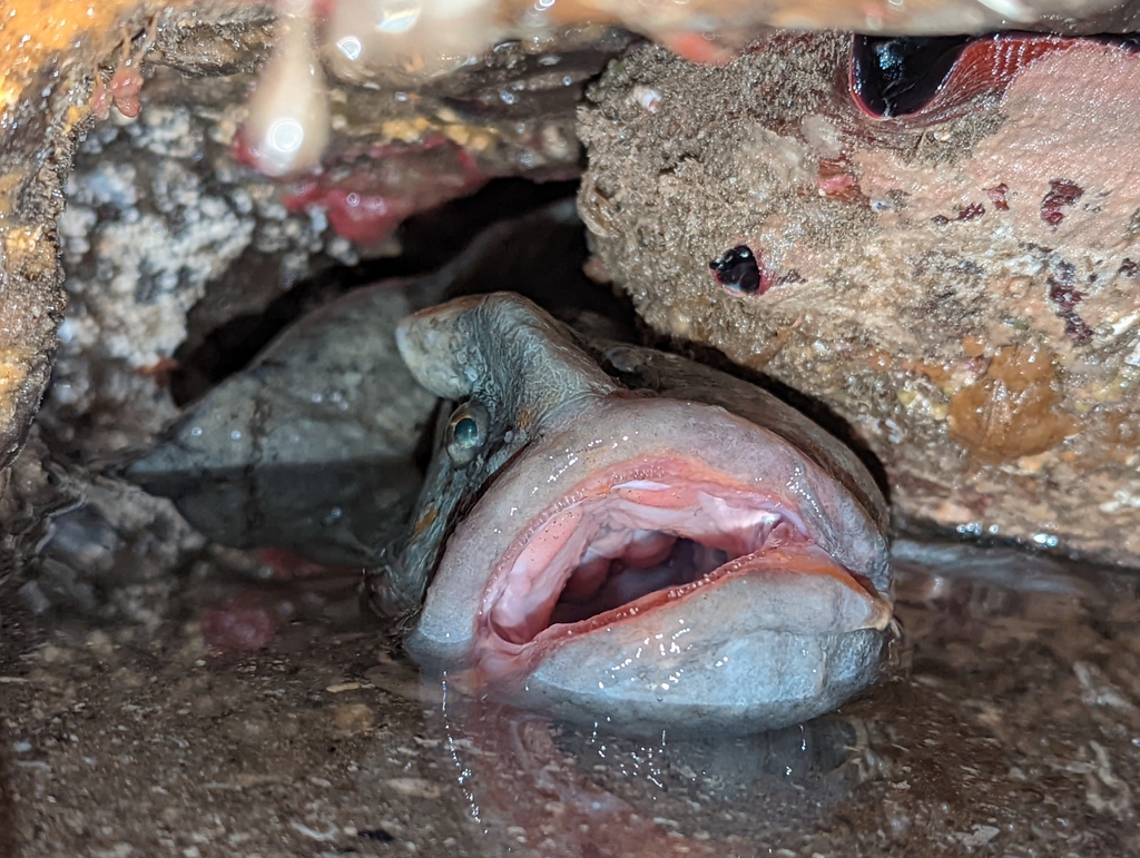 Cebidichthys violaceus (Monkey-faced Prickleback), California species