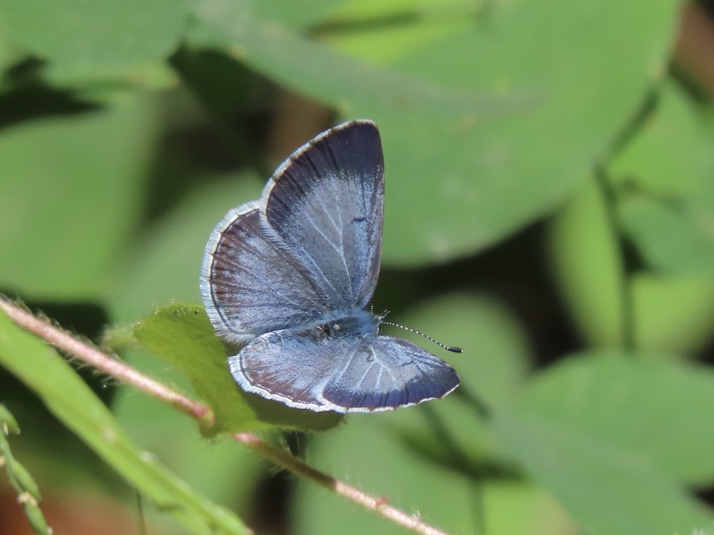 Celastrina echo (Echo Azure), California species
