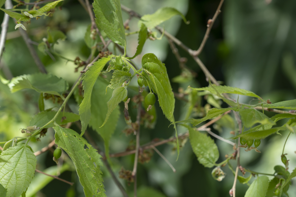 Celtis australis (Nettle-tree), non-native California tree