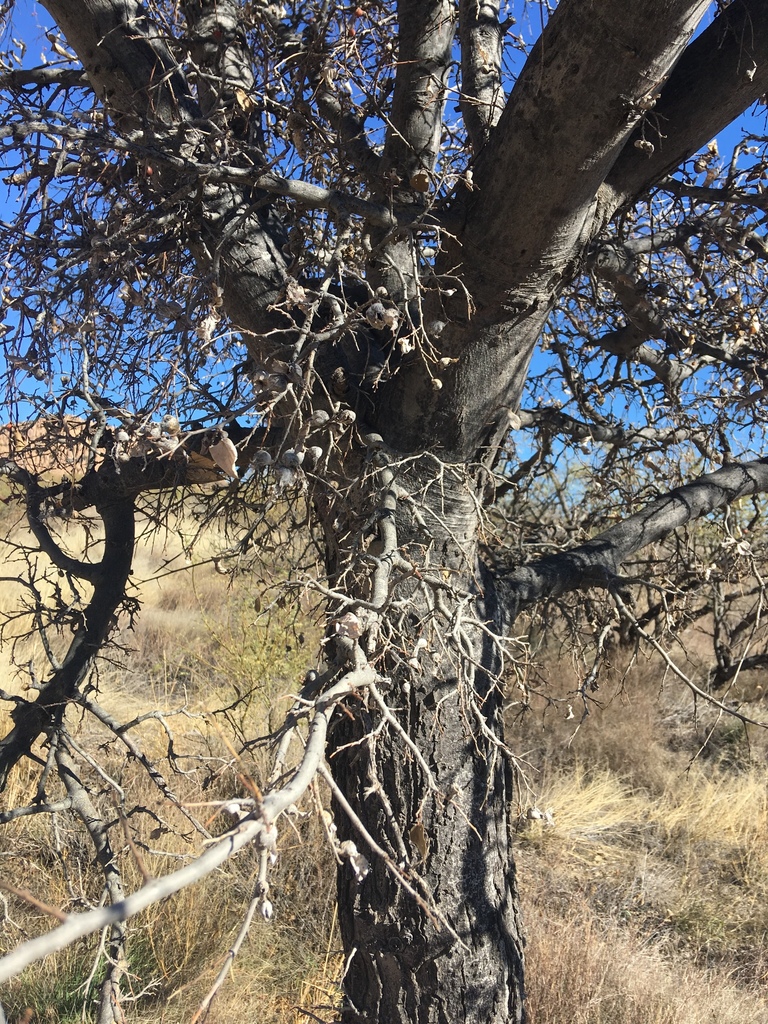 Celtis reticulata (Netleaf hackberry), native California shrub