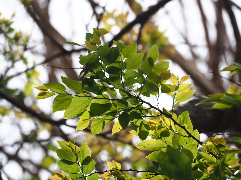 Celtis sinensis (Chinese hackberry), non-native California tree