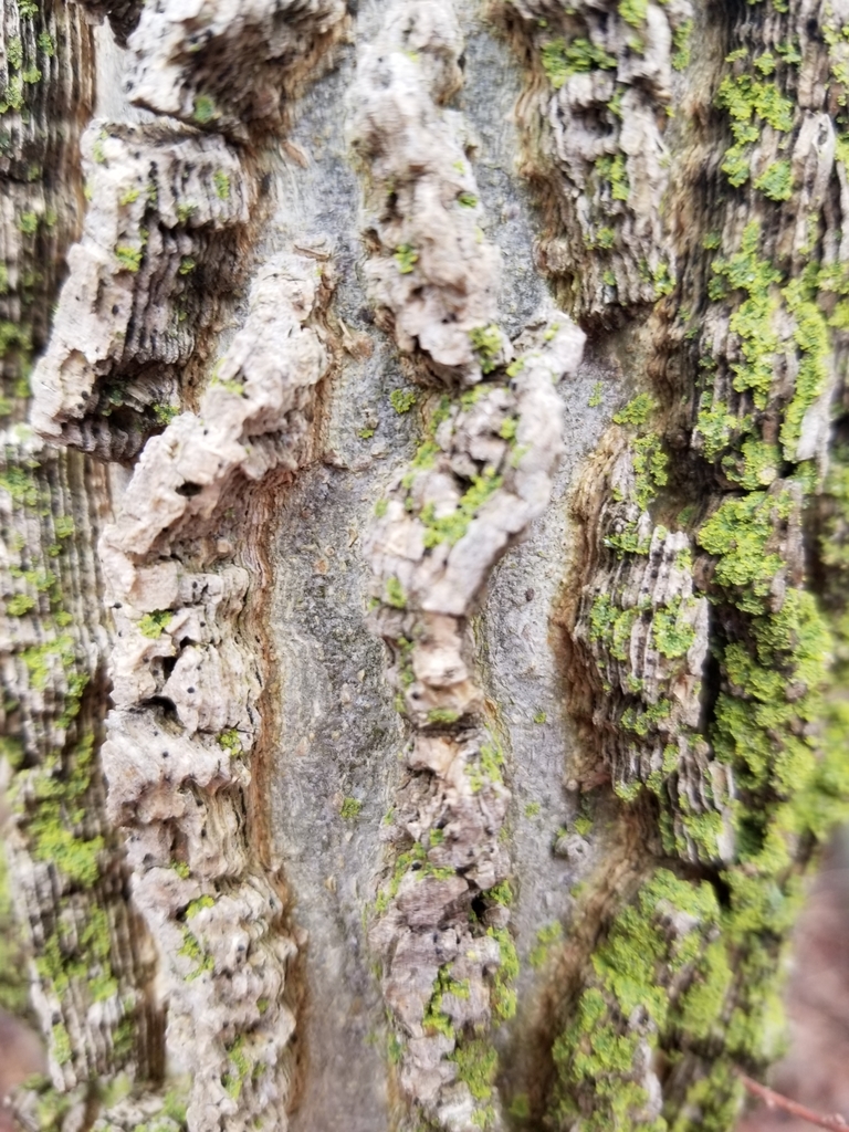 Celtis sp. (Hackberry), non-native California shrub
