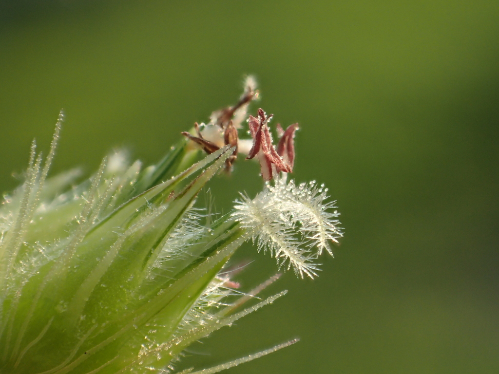 Cenchrus echinatus (Southern sandbur), non-native California grass