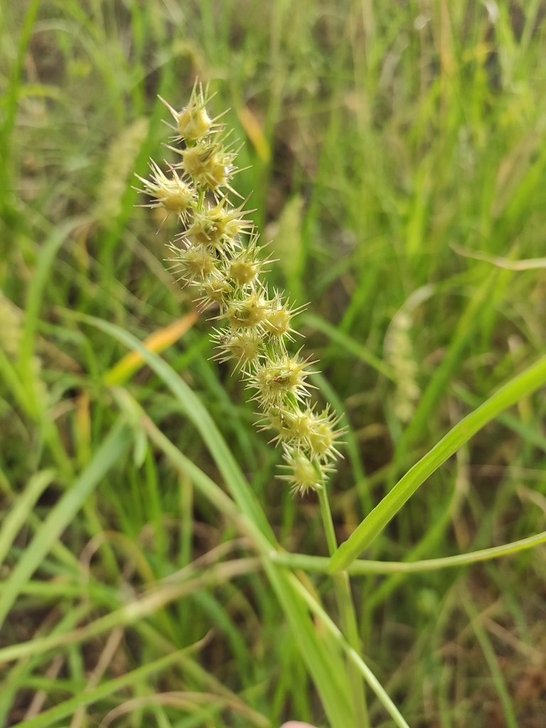 Cenchrus longispinus (Mat sandbur), non-native California grass