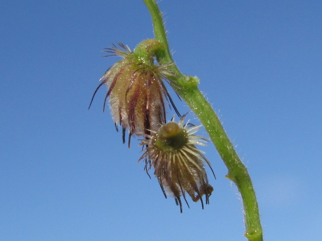 Cenchrus sp. (Sandbur), non-native California perennial