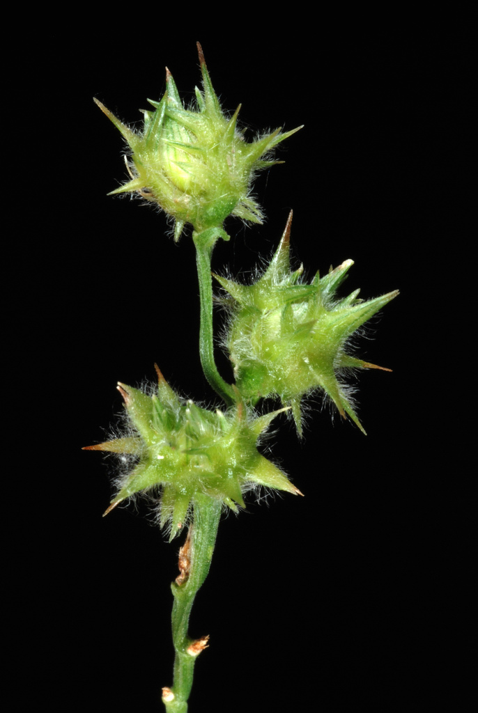 Cenchrus spinifex (Coastal sandbur), California grass