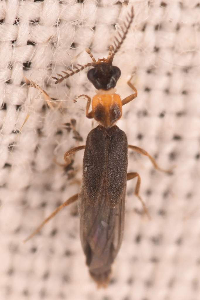 Cenophengus debilis, California species