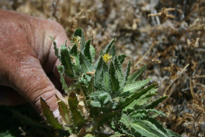Centaurea benedicta (Blessed thistle), non-native California herb
