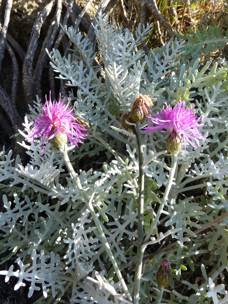 Centaurea cineraria (Dusty miller), non-native California herb