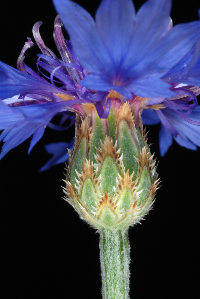 Centaurea cyanus (Bachelor's button), non-native California herb