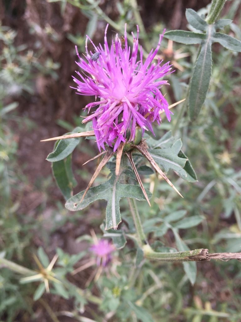 Centaurea iberica (Iberian star-thistle), non-native California herb