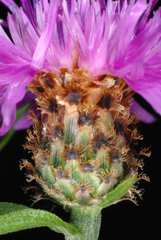 Centaurea jacea subsp. nigra (Black knapweed), non-native California perennial
