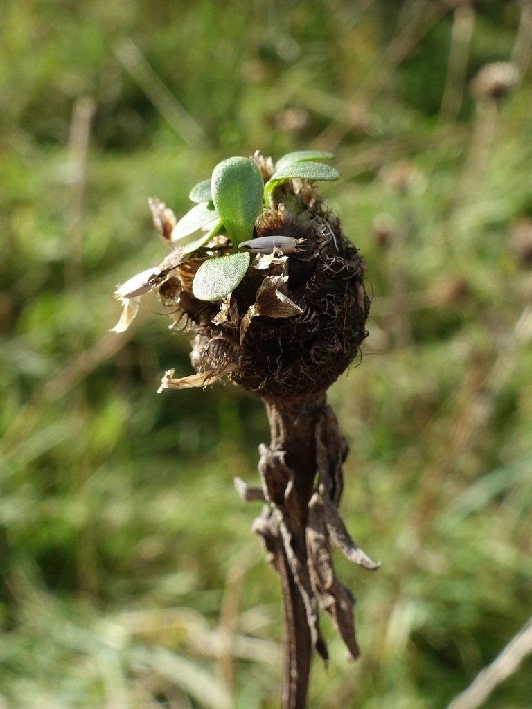 Centaurea jacea (Brown knapweed), non-native California herb