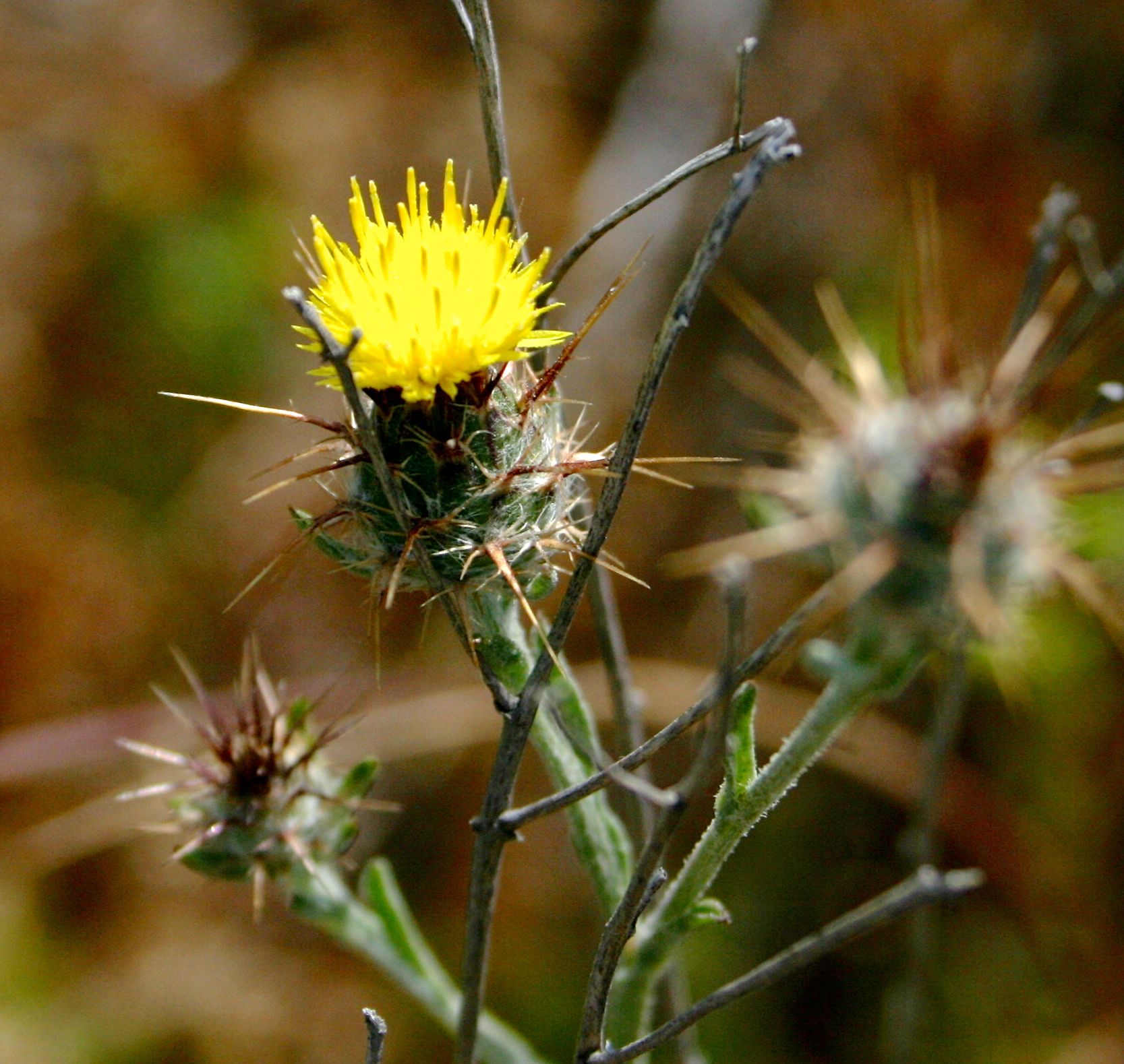Centaurea melitensis (Tocalote; maltese star-thistle), non-native California herb