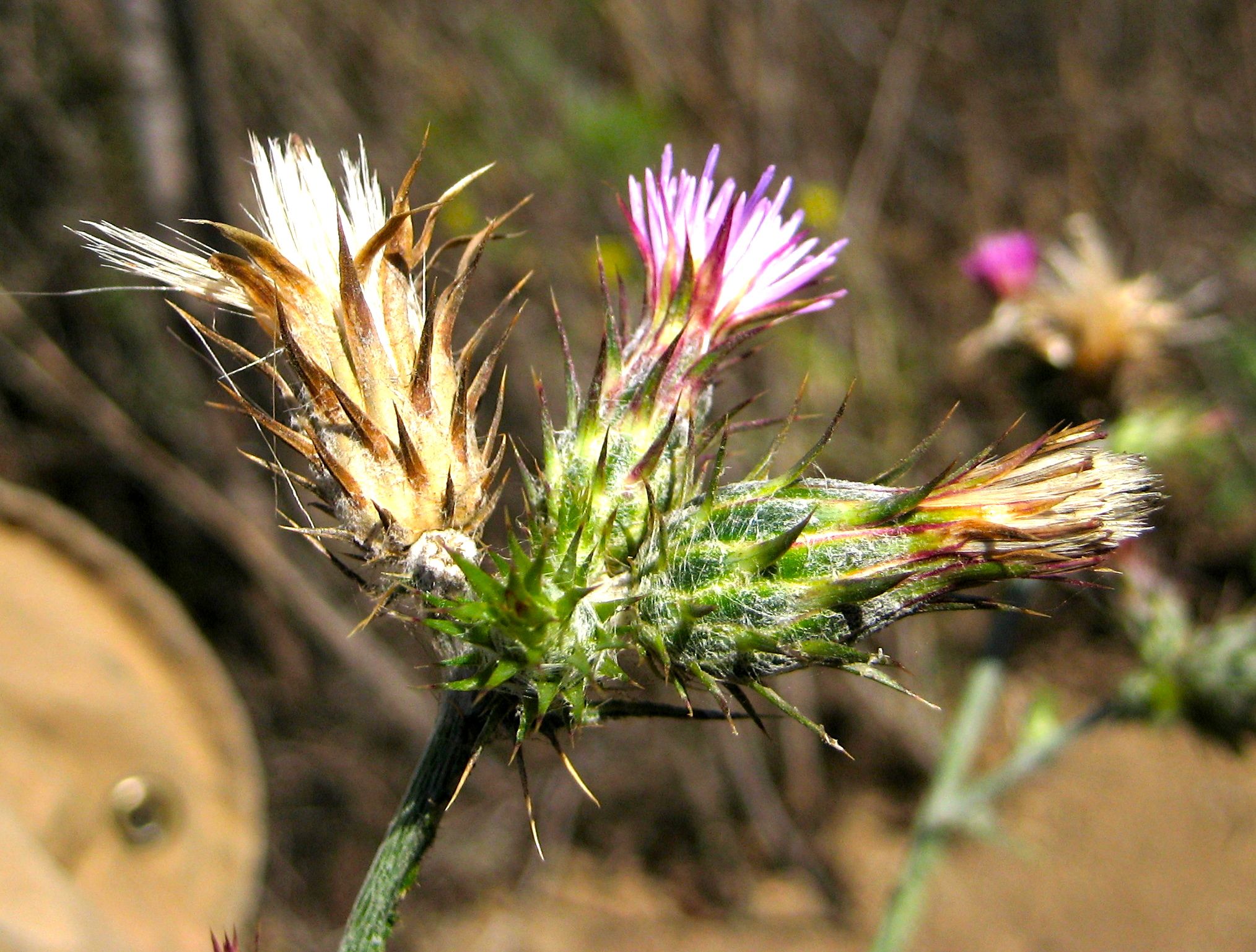 Centaurea sp. (Knapweed), non-native California perennial