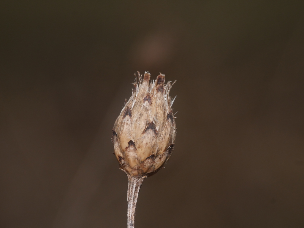Centaurea stoebe subsp. australis (Spotted knapweed), non-native California herb