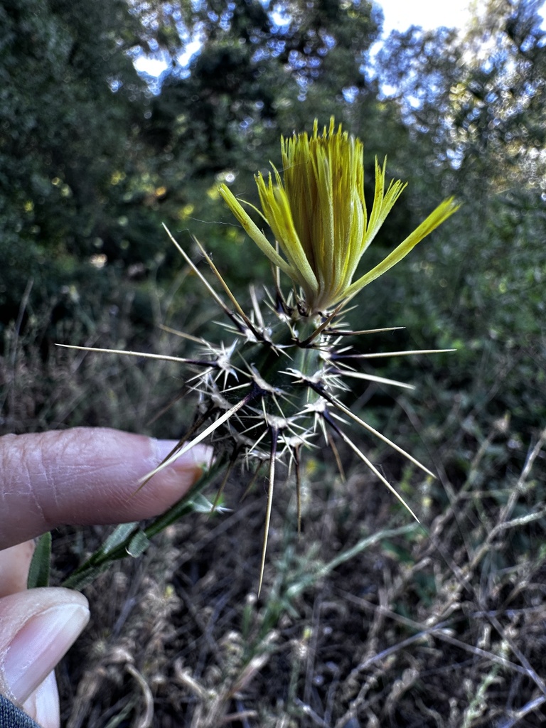 Centaurea sulphurea (Sicilian star-thistle), non-native California herb