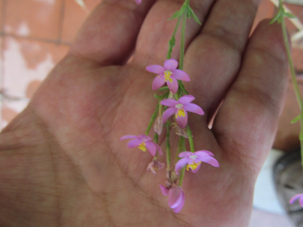Centaurium erythraea (European centaury), non-native California herb